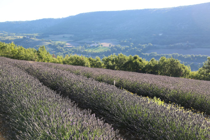 Champ de lavandes sur les hauteurs d'Aubenas Les Alpes