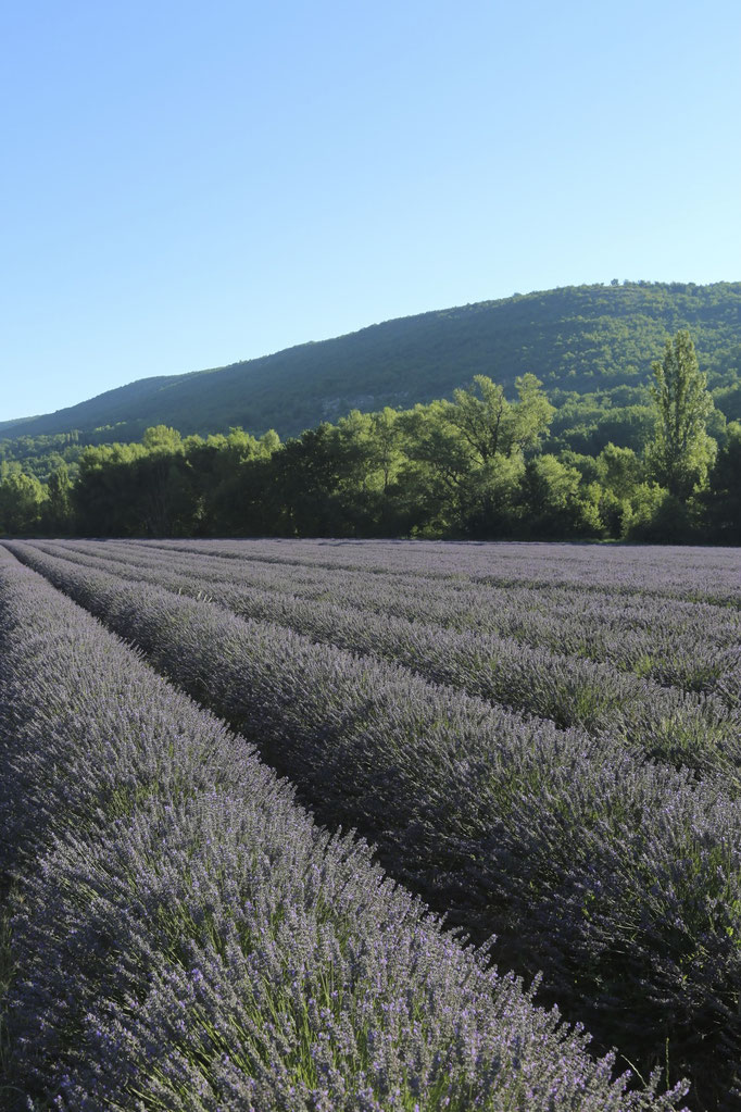 Champs de lavandes sur Aubenas