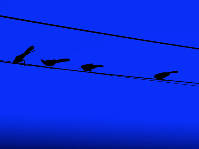 Birds on the line