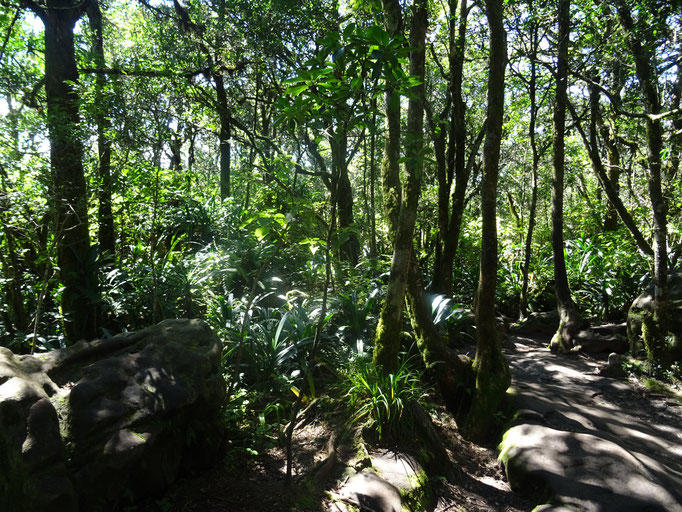 Regenwald