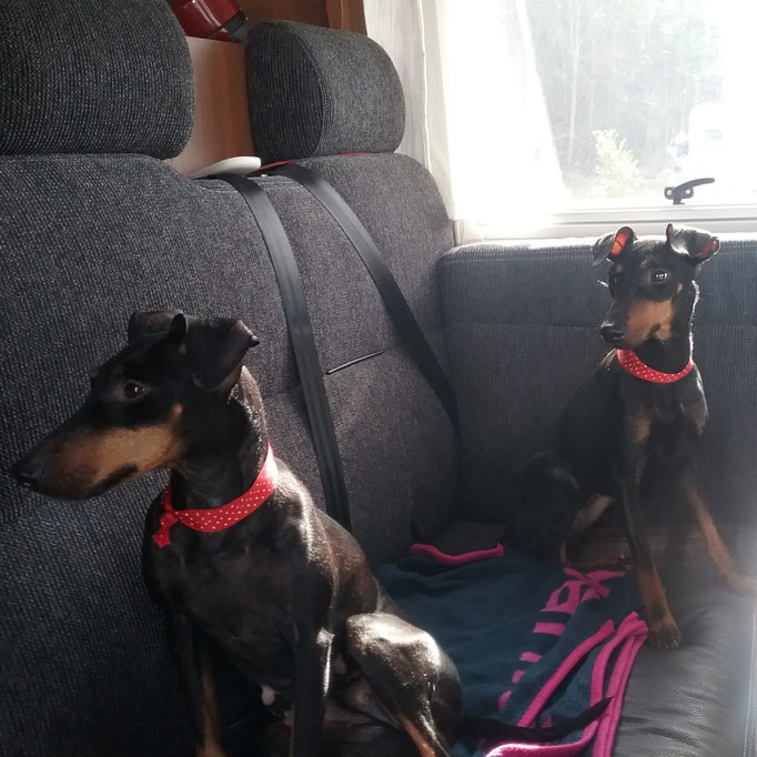 Bijou und Ronja