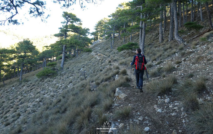 Viejo camino que nos lleva a los Prados de Cuenca