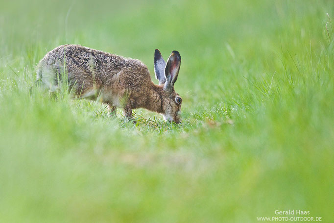 Selten kam ein Hase so nah an mich heran wie dieser.