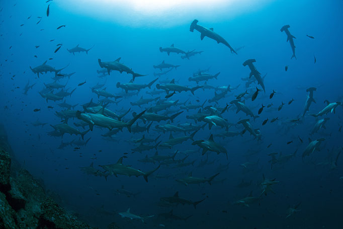 Big school of hammerhead sharks while diving in Darwin's Arch in Galapagos, ©Galapagos Shark Diving