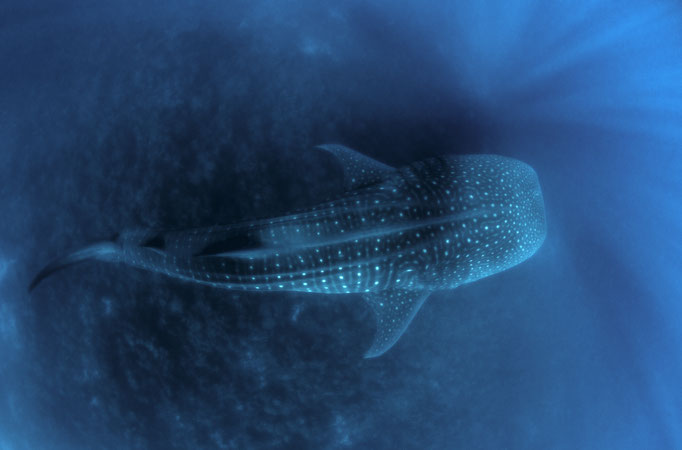 Big adult whale shark swimming under the diver while diving in Darwin's Arch in Galapagos, ©Galapagos Shark Diving