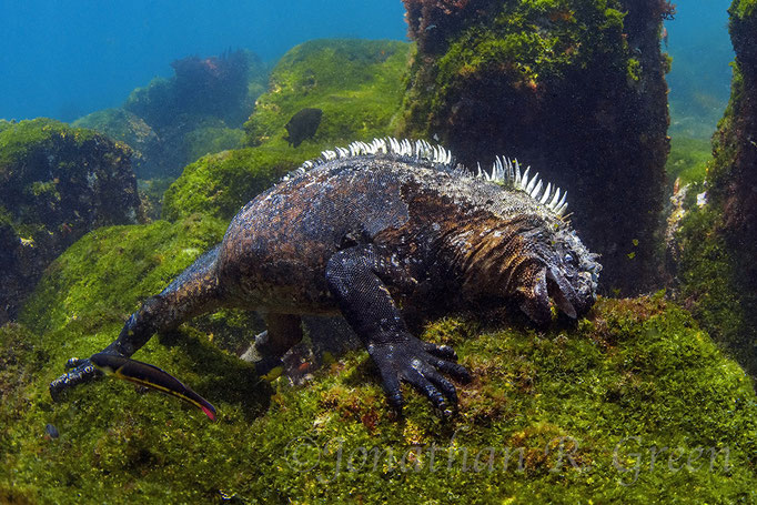Marine Iguana feeding under water while diving in Cape Douglas in Galapagos, ©Galapagos Shark Diving