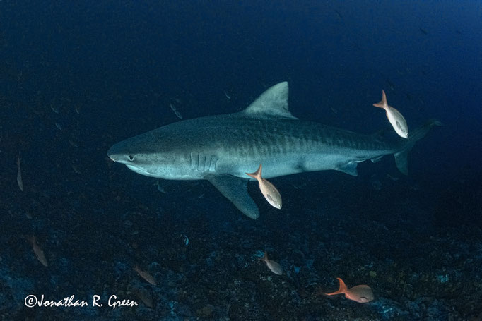 Incredible tiger shark in the Galapagos Islands