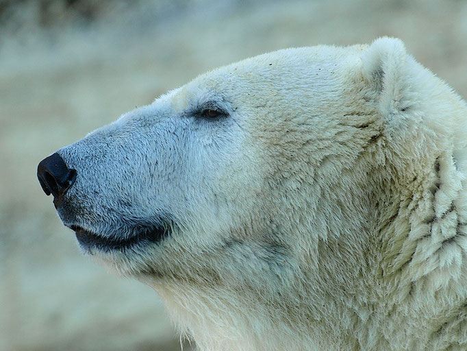 Eisbär