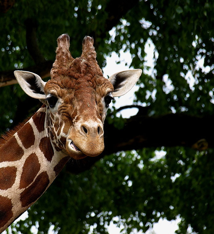 Giraffe