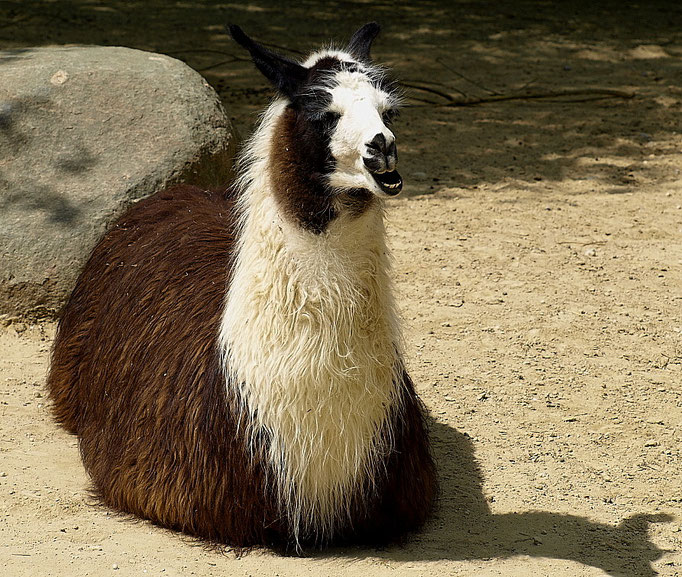 Lama