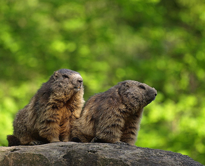 Murmeltiere
