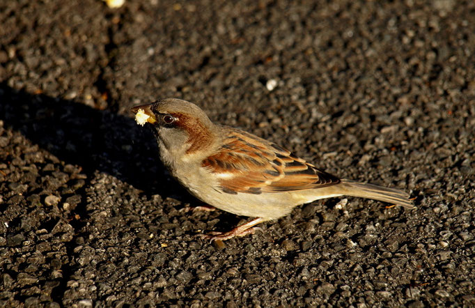 Spatz mit Futter