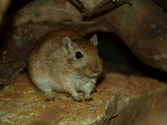 Maus
