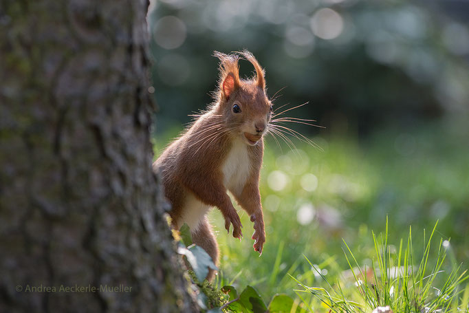 Eichhörnchen / Sciurus vulgaris (ND)