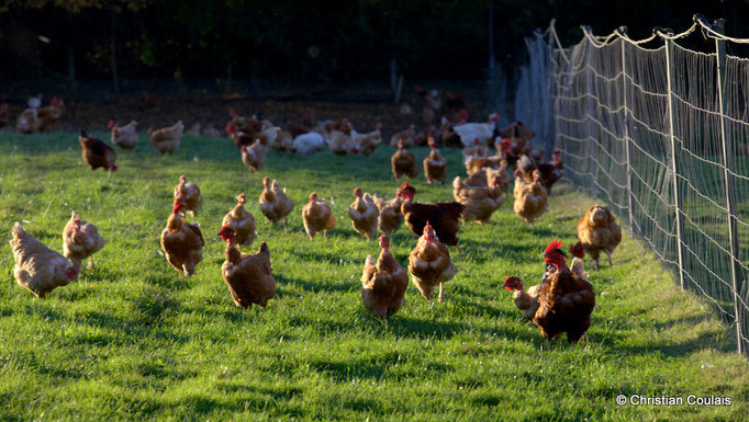 Poules et poulets de l'Elevage des Barthes, Camarsac