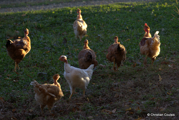 Poules et poulets de l'Elevage des Barthes, Camarsac