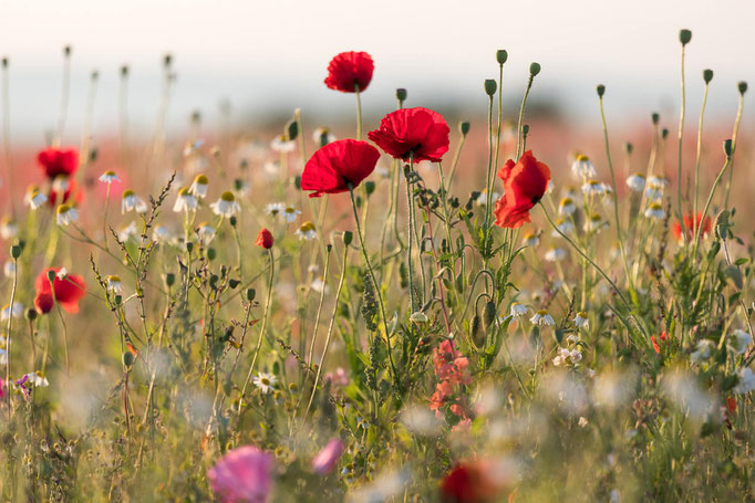 Mohn