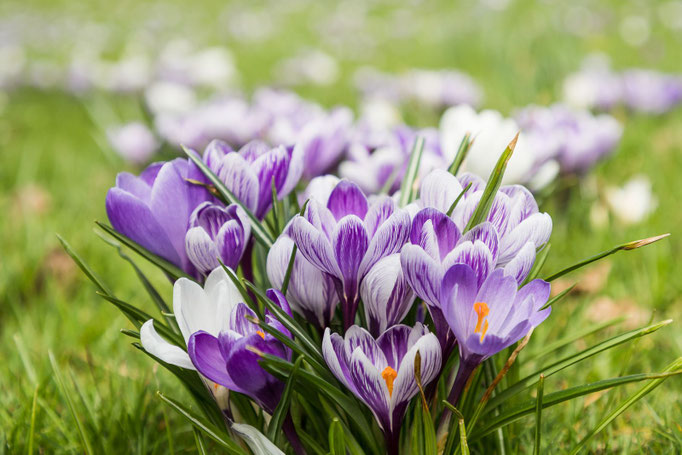 Krokusse