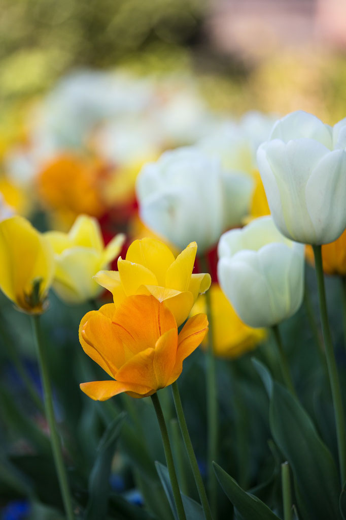 Tulpen