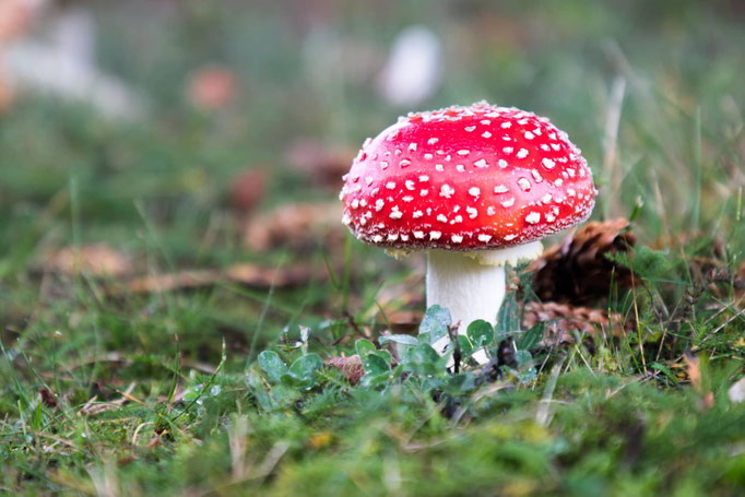 Fliegenpilz