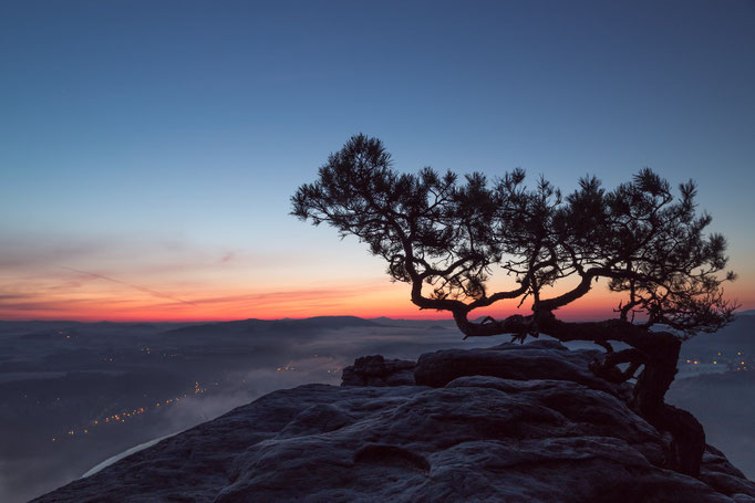 Wetterkiefer auf dem Lilienstein