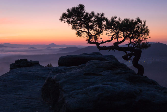 Wetterkiefer auf dem Lilienstein