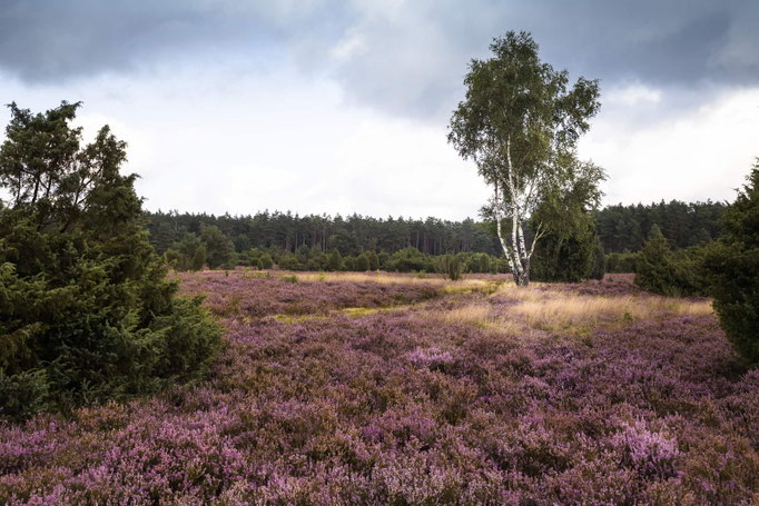 Lüneburger Heide