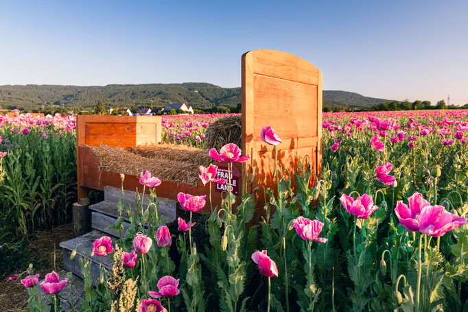 Mohnblüte in Germerode/Hessen Frauholleland