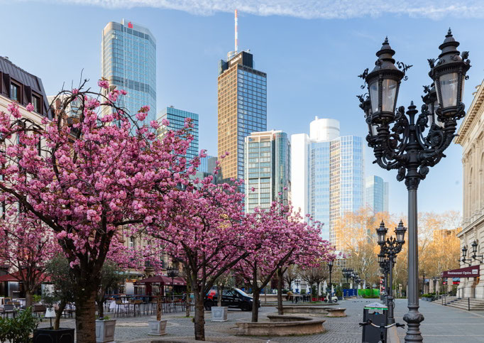 Zierkirschenblüte an der Alten Oper
