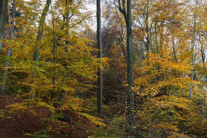 Herbstwald