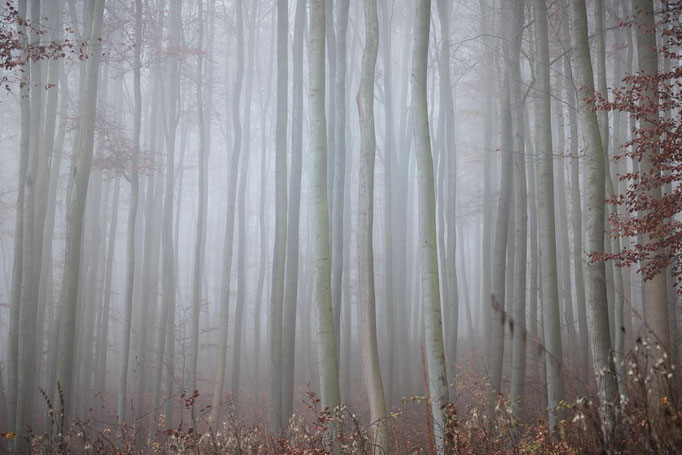 Nebelwald