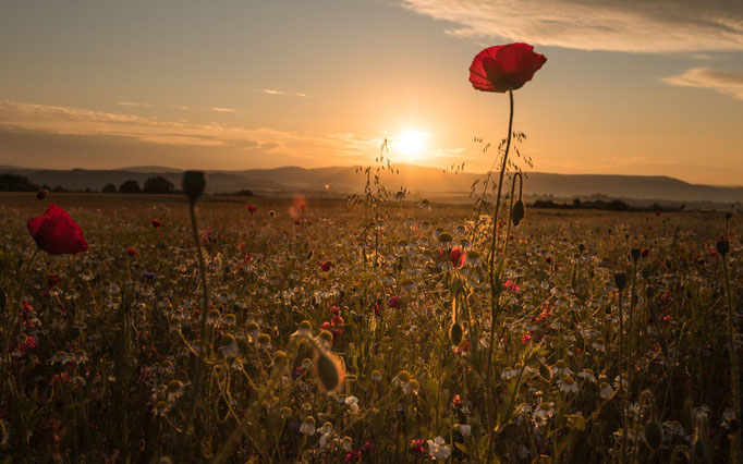 Mohn