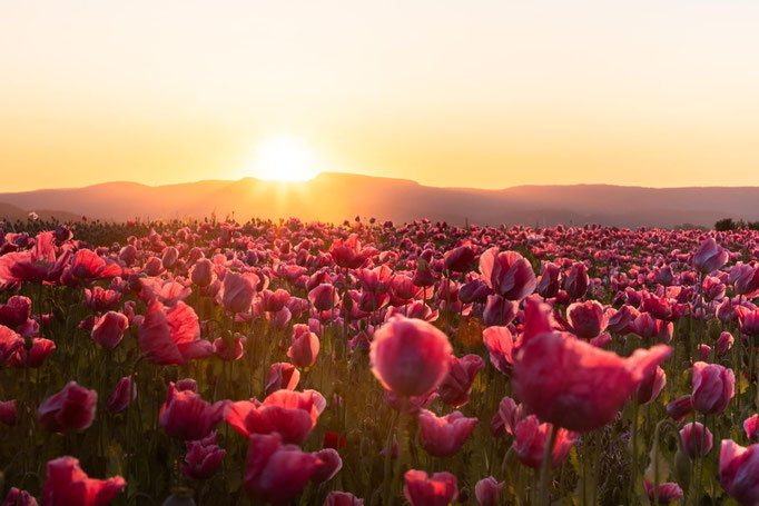 Mohnfeld bei Germerode/ Hessen