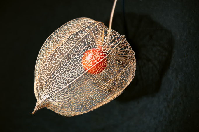 Lampion/Physalis