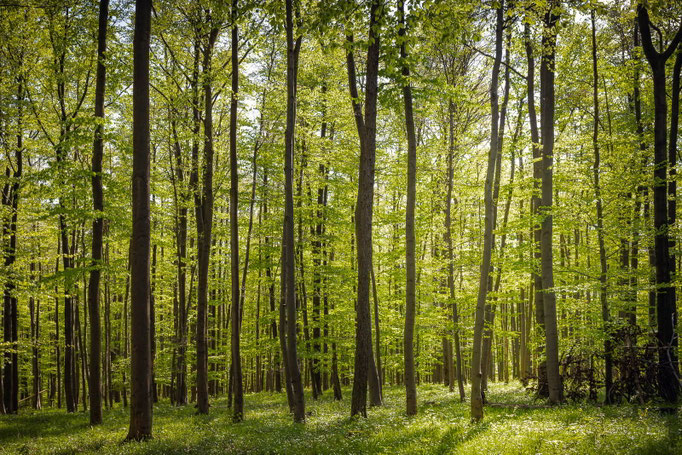 Im Stadtwald Heilbad Heiligenstadt