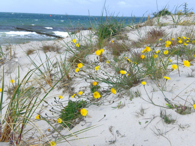 strand vor neuendorf, blumen, sand