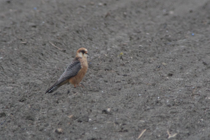 weiblicher Rotfussfalke in einem Acker   Foto: Samuel Büttler