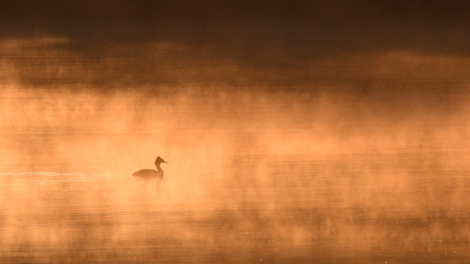 Morgendliche Stimmung Bolla Rossa: Haubentaucher   Foto: Jaro Schacht