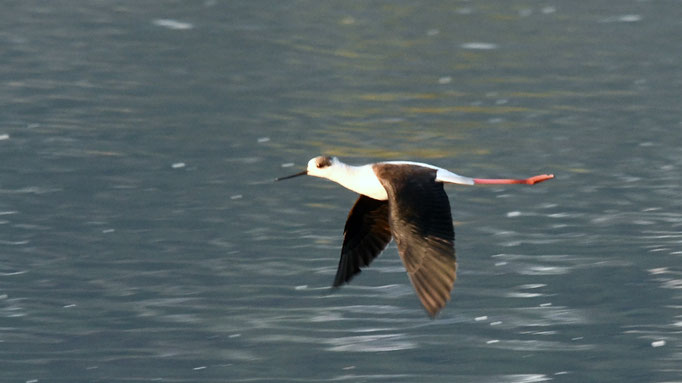 Stelzenläufer vor dem Hide   Foto: Jaro Schacht