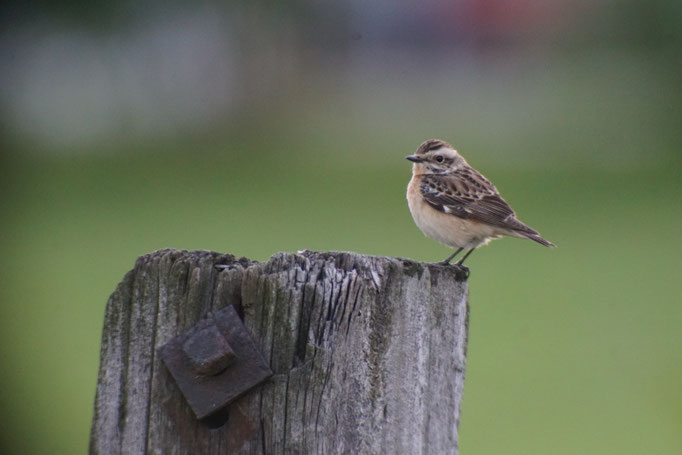 Eines von vielen: Braunkehlchen   Foto: Samuel Büttler