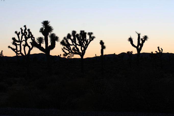 Josua Tree National Park USA