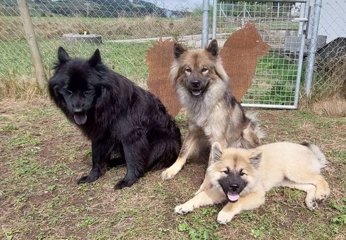 Shiva, Ashanti, Epona und Ishana.