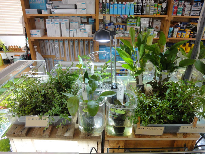 侘び草　有茎草MIX、クリプトMIX、赤系MIX