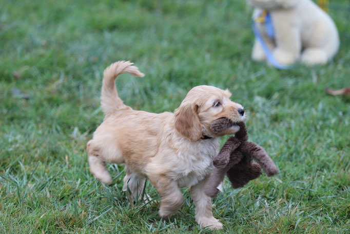 Hundeschule DreamTeam Welpentest