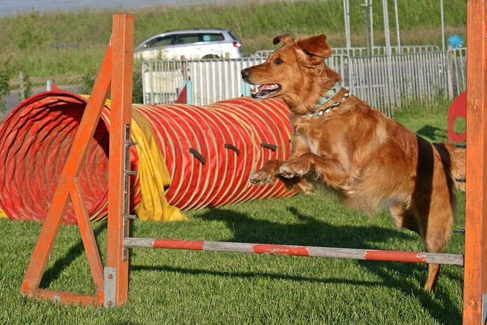 Hundeschule DreamTeam Plauch-Agility 