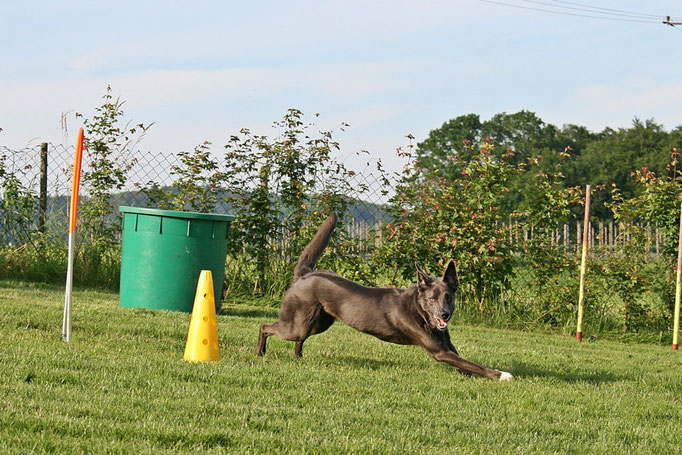 Hundeschule DreamTeam NADAC Hoopers Agility HoopAgi