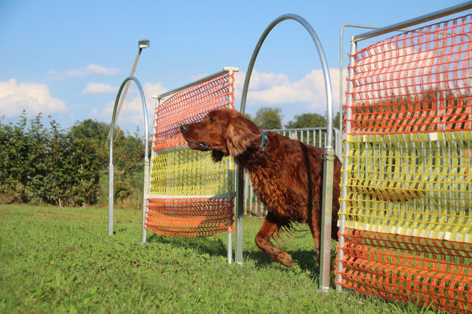 Hundeschule DreamTeam NADAC Hoopers Agility HoopAgi