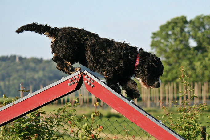 Hundeschule DreamTeam Plauch-Agility 