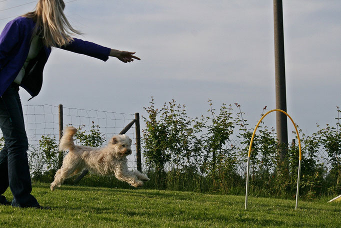 Hundeschule DreamTeam NADAC Hoopers Agility HoopAgi