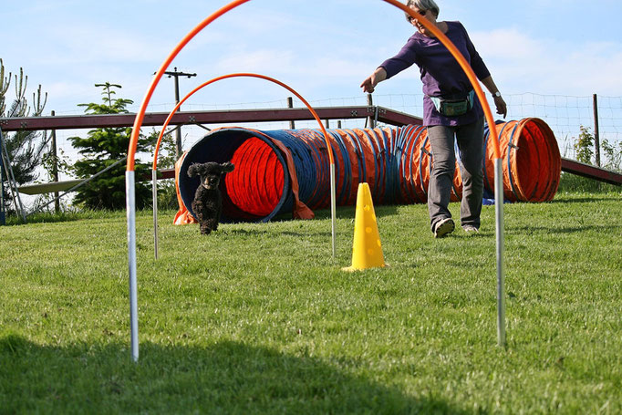 Hundeschule DreamTeam NADAC Hoopers Agility HoopAgi